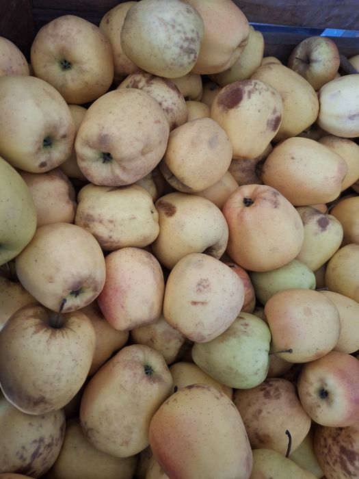 Mere de vanzare pentru gem,suc și rachiu calitate buna,preț avantajos