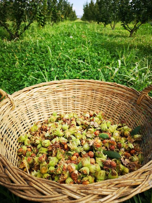 Alune de Padure Tonda Gentile Romana - Productie 2025