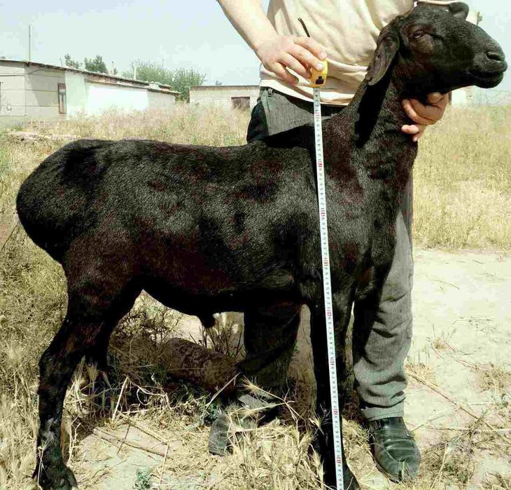 Investor kerak chorvachilika