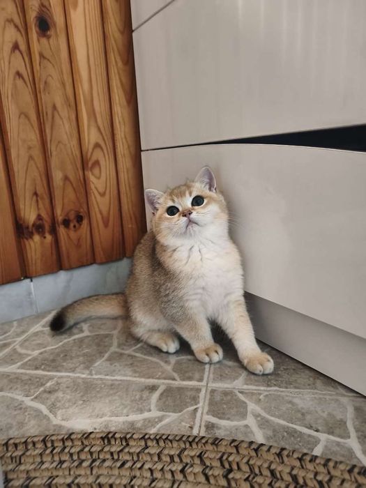 Британски котенца