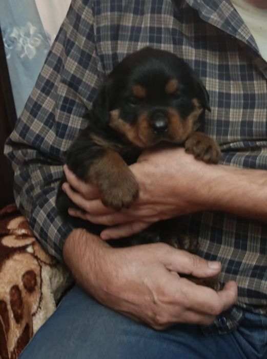 Ройтвелер щенок.