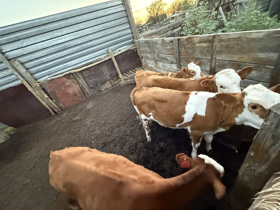 Продам телят 5-6 месячные