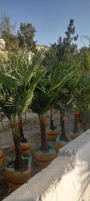 Archa va dekrativni daraxtlar