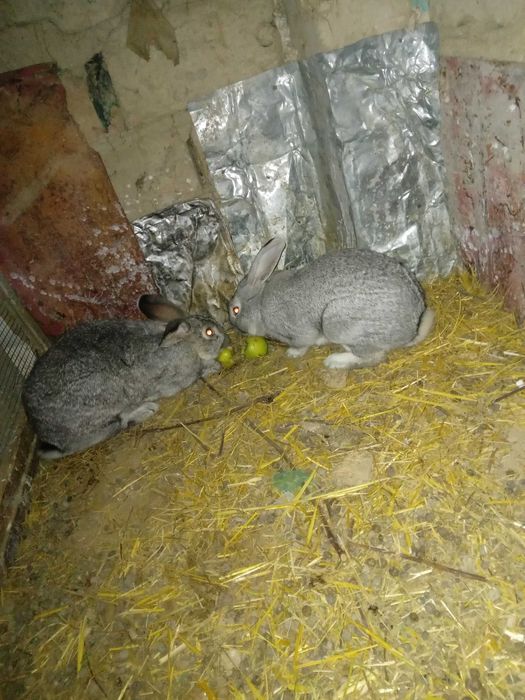 Zotdor velikan quyonlar sotiladi