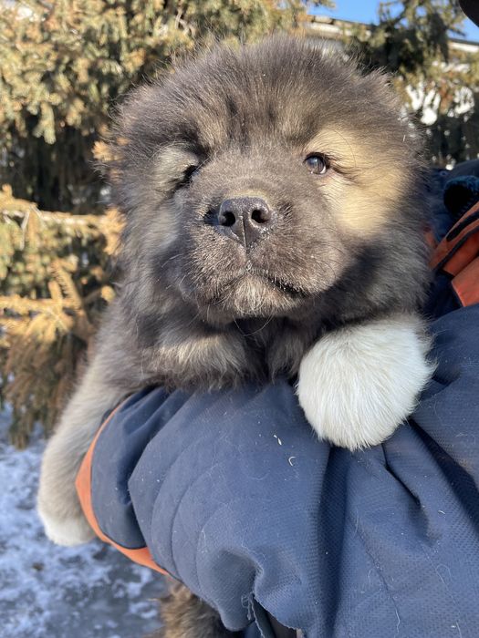 Щенки кавказской овчарки