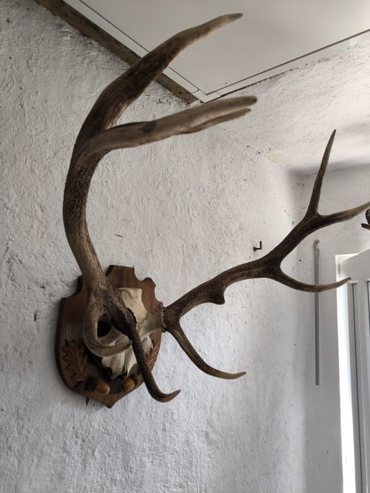 Трофей, рога от елен