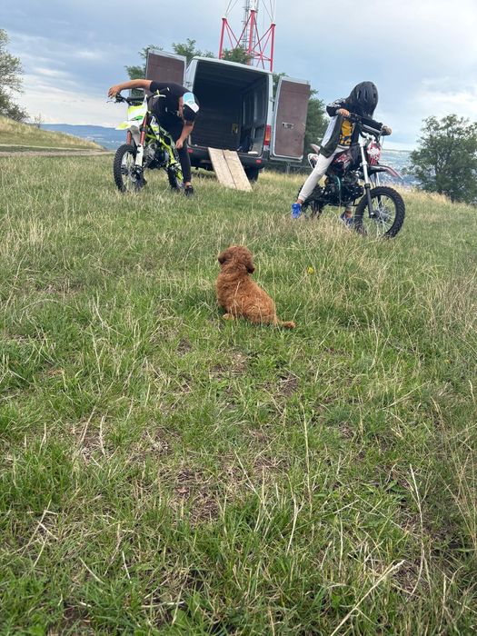 Motocross 125 kxd progermani 2 buc