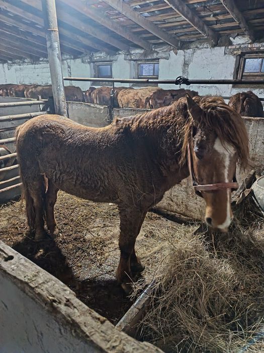 Айғыр сатылады қазақи