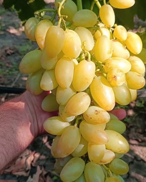 Preobrajenie viță de vie