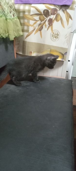 Отдам котят бесплатно