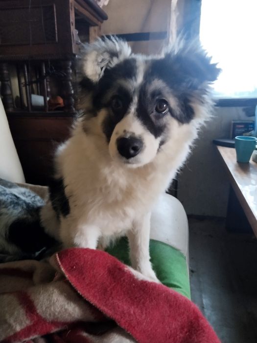 Ищем дом для собак