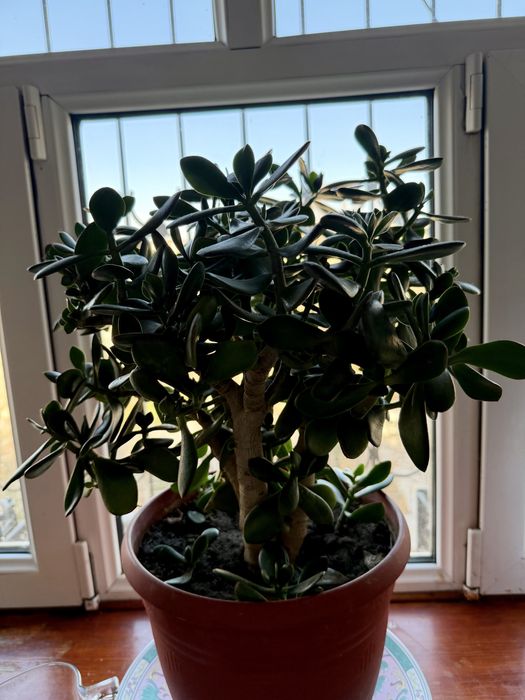 Денежное дерево. Большие и маленькие