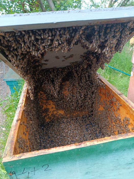 Vand roiuri de albine pe 5 rame!