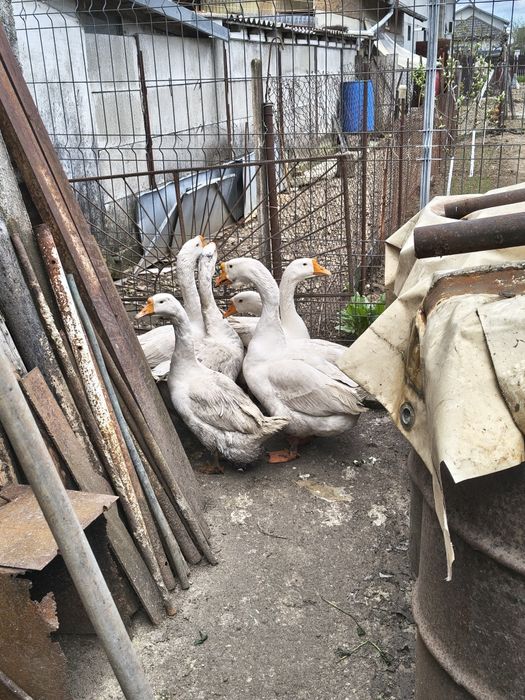 Gâscan din puii de anul trecut