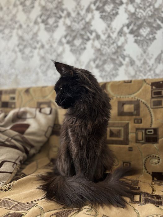 Мейн-кун бронь котят