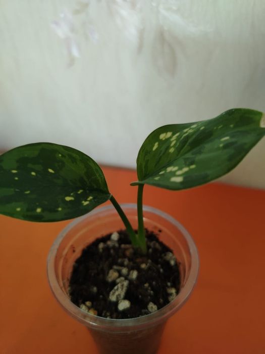 Продам комнатные цветы