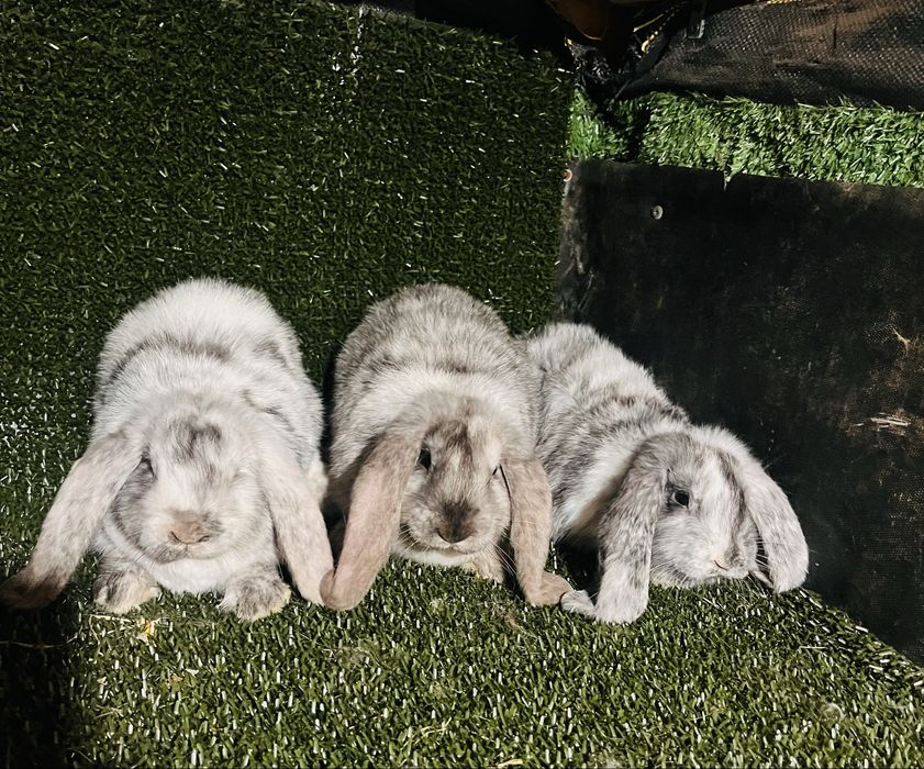 Tineret rhon disponibil