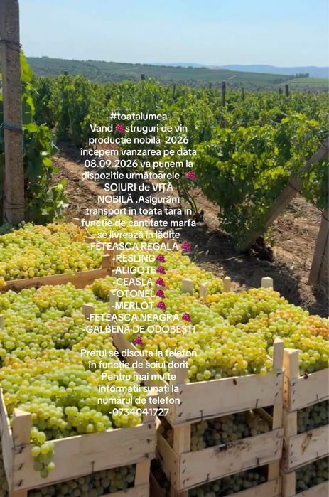 Vand struguri de   vin