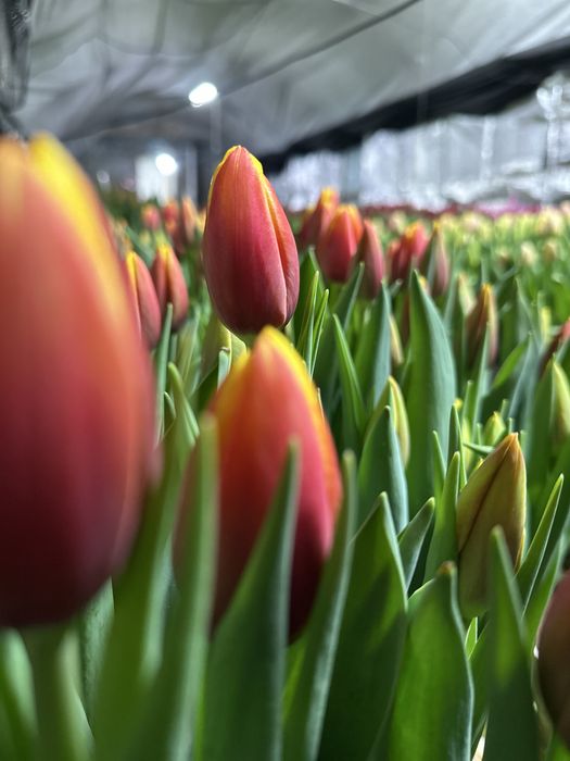Голандские  тюльпаны оптом и в розницу