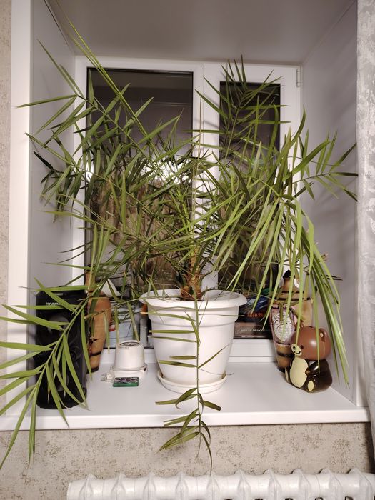 Продам цветок пальму