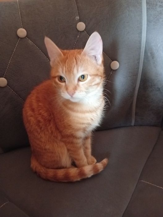 Кошечка пол годика солнышко очаровашка.