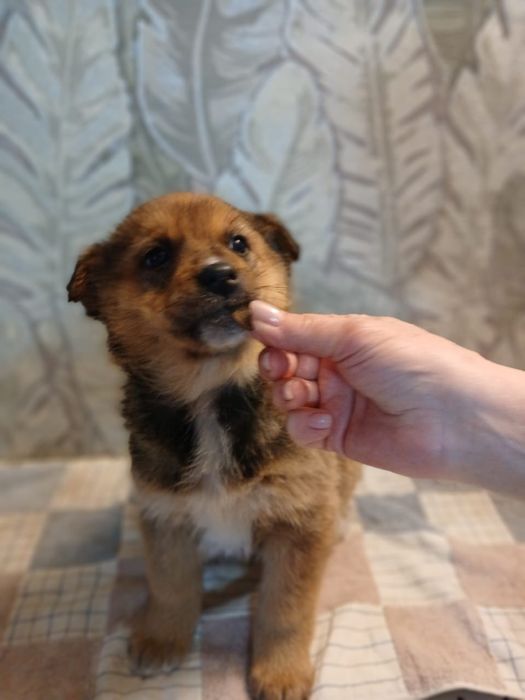 Отдам щенков в добрые руки