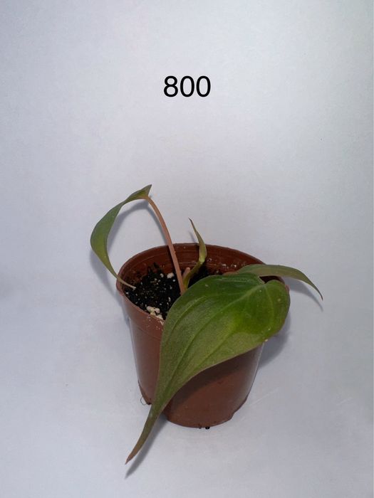 Продам черенки комнатных растений