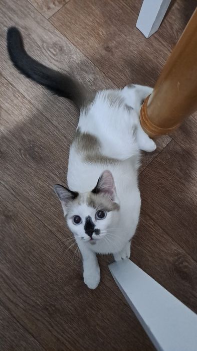 Отдам В Добрые руки