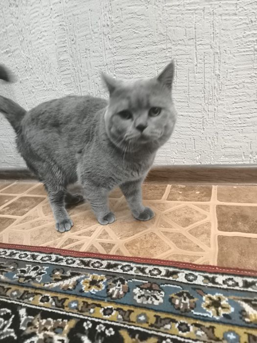 Вязка скотиш фолд