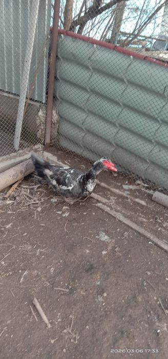 Индоутки селезни.. Индоутки.