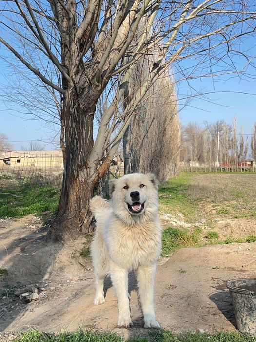 Алабай ит бар сатылатын адрес шымкент