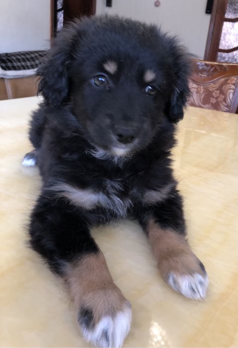 Любимые животные