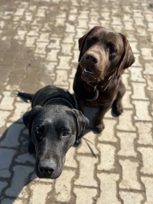 Инструктор по вязкам для собак