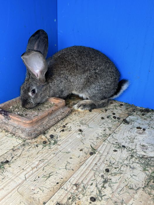 Vind iepuri urias  german de transilvsnia