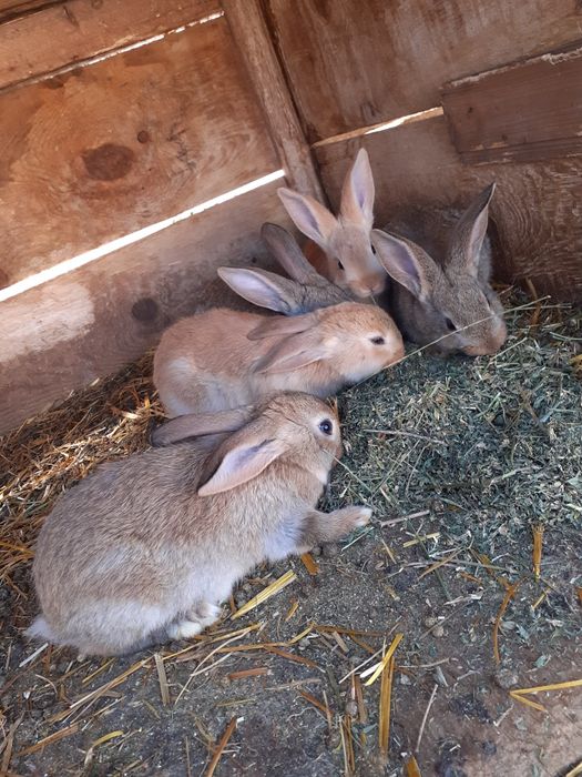 Vand 5 iepuroi 3 suri si 2 galbeni