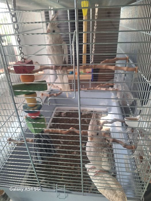 Papagal de vânzarea urgent!