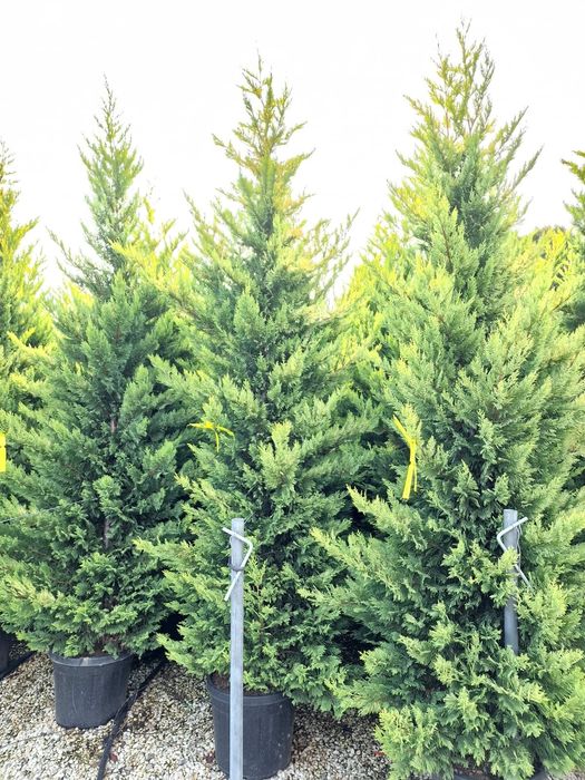 Vând leylandii gold rider