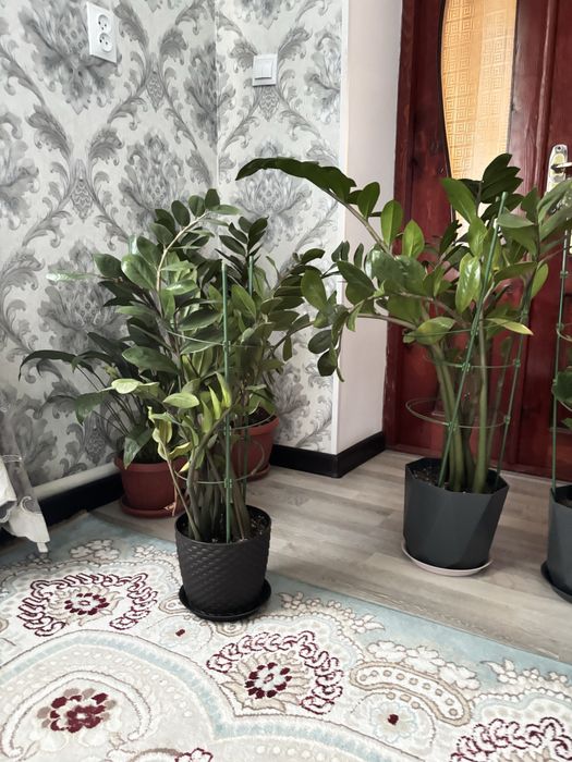 Доллар гулдер сатылады