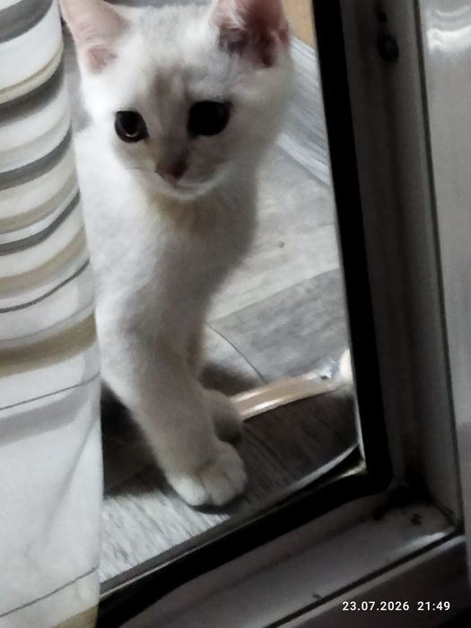 Срочно продаются шотландские котята