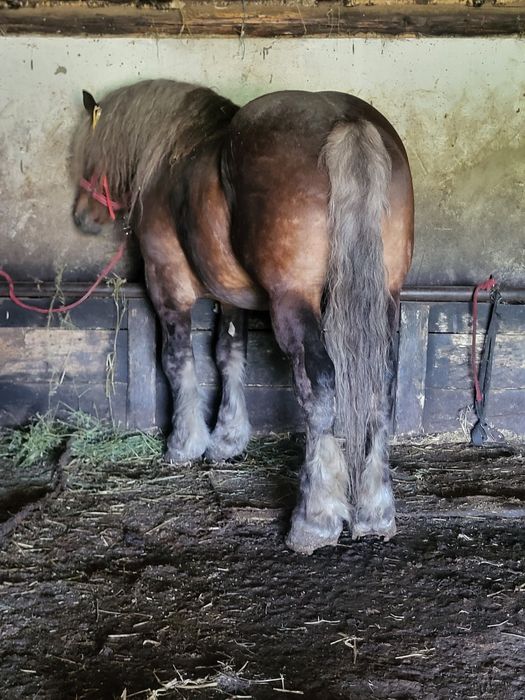 Vând cai,sau schimb cu vaci