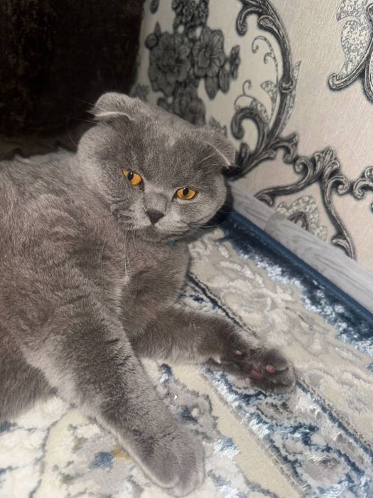 Mushuk sotladi zoti skotish fold