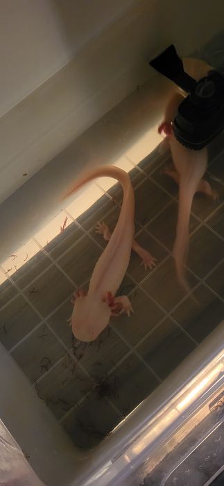 Salamandre axoloti