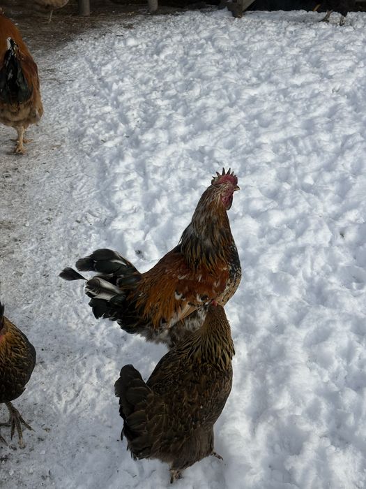 Продам молодых петухов