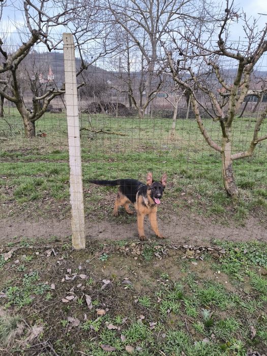 Pui de ciobanesc german cu pedigre.