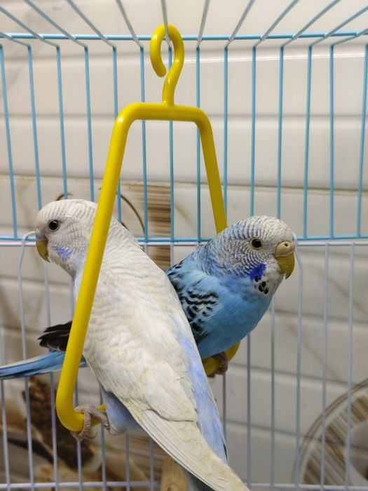 Попугай комплект с клеткой