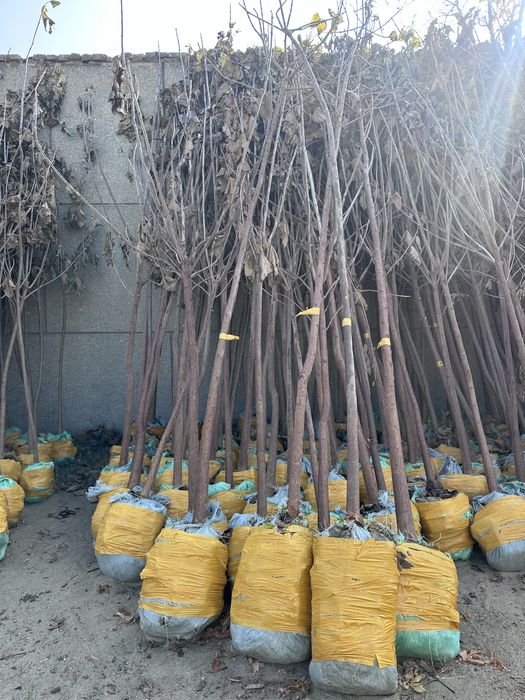 Декоратив кучатлар бор комли Manzarali ko’chatlar turpogi bilan bor