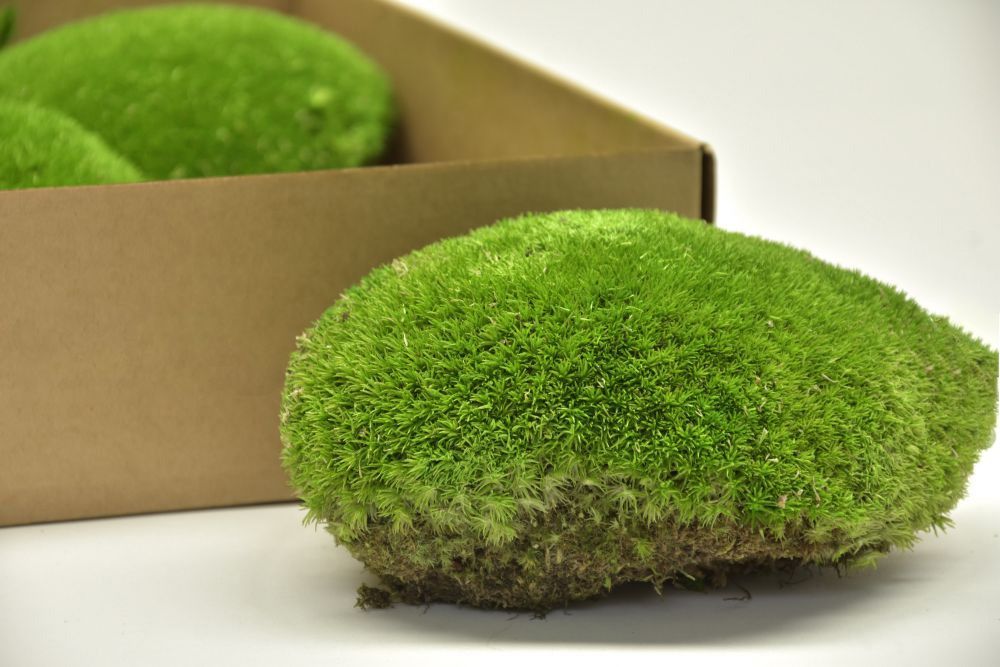 Muschi bombati calitatea 1