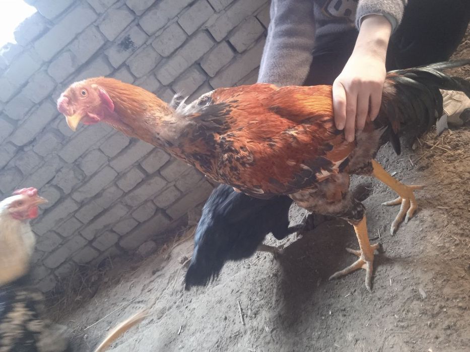 Kulangi xoʻrozlar sotiladi