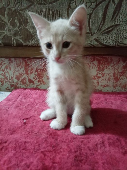 Отдам котят в хорошие руки. Mushukchalar yaxshi qolga beraman