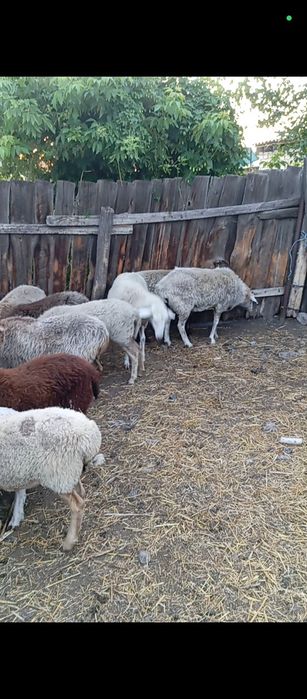 Продам барашек на развод